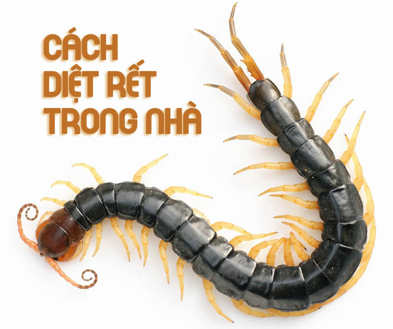Diệt rết trong nhà hiệu quả TP Vinh Nghệ An
