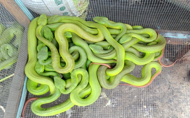 Rắn độc – Các loài rắn thường gặp ở Việt Nam
